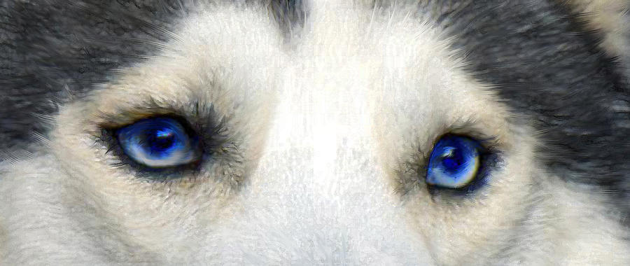 Dog Digital Art - Husky Eyes by Jane Schnetlage