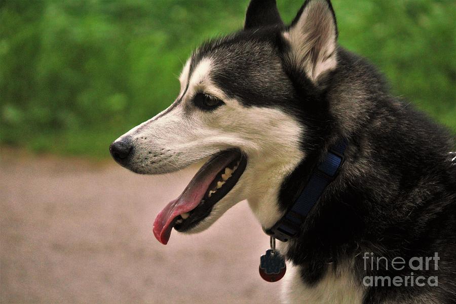 Dog with Chicago Cubs Collar Photograph by Laura Birr Brown - Fine