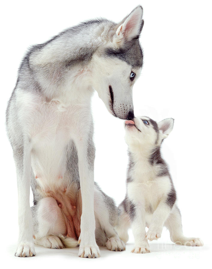 Husky pup licking mothers muzzle Photograph by Warren Photographic