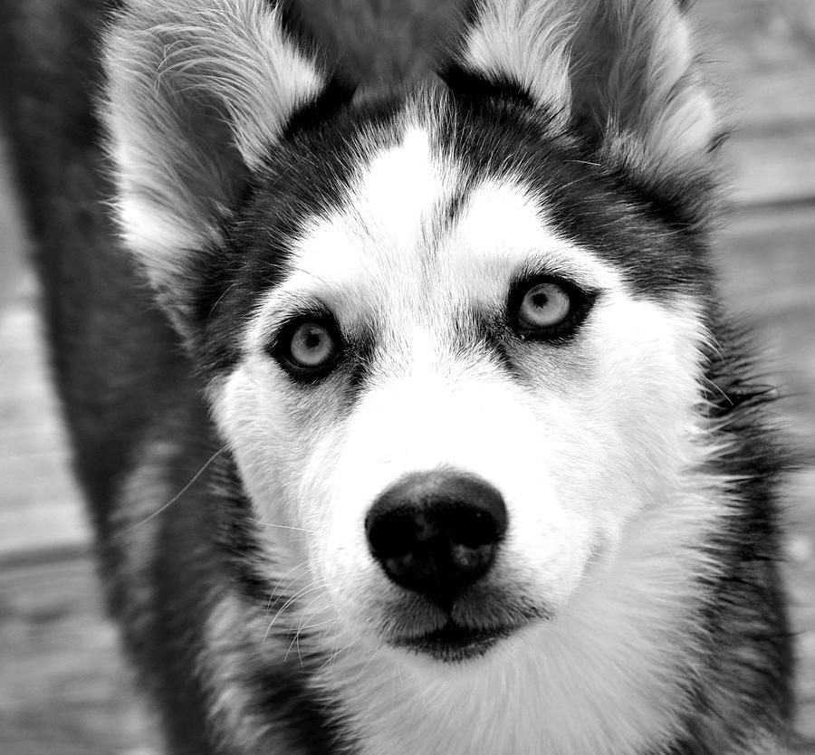 Dog Photograph - Husky pup by Sumit Mehndiratta