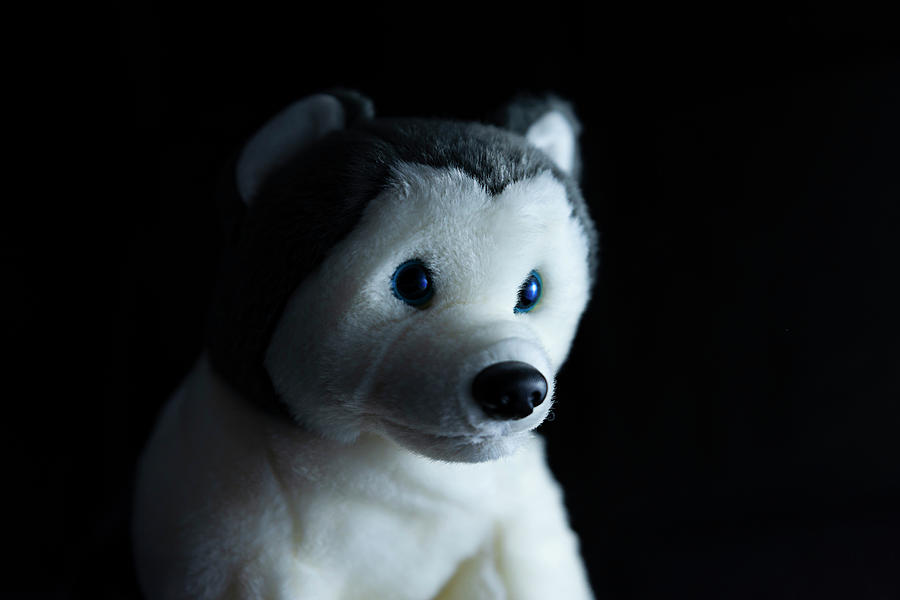 Husky Photograph by Ryan Crane