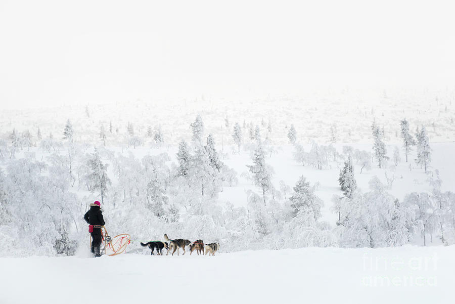 Husky safari, dog sledding in winter Photograph by Delphimages Photo Creations