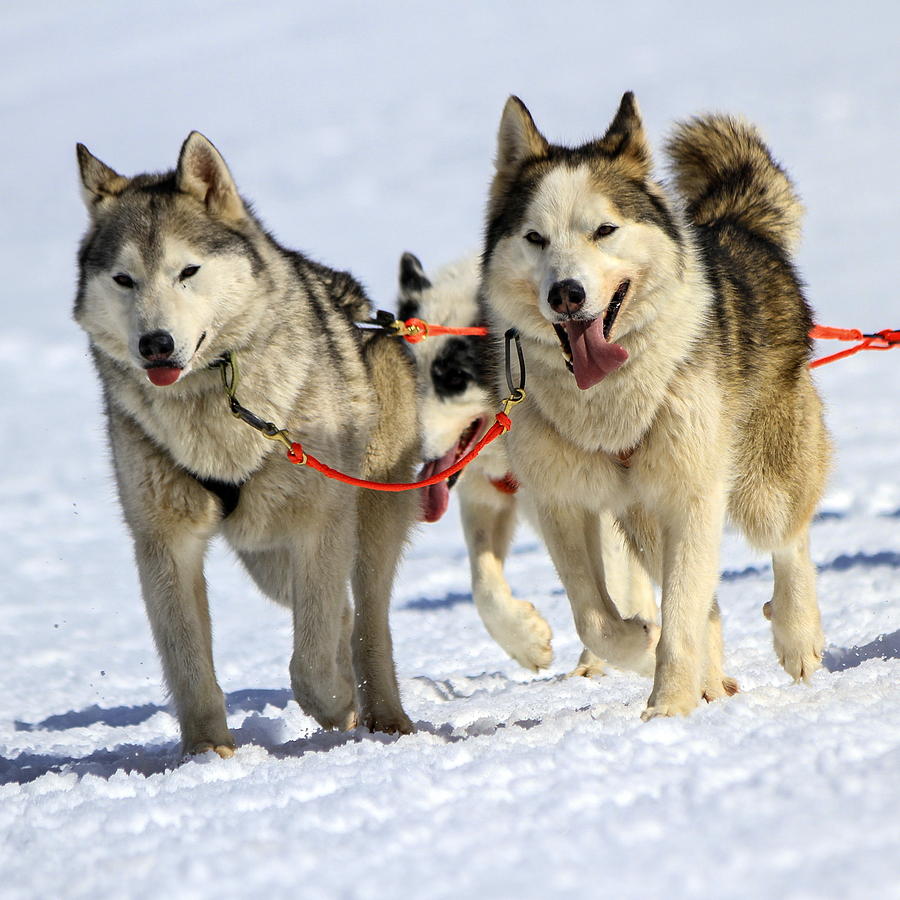 Husky sled dog team at work Photograph by Elenarts - Elena Duvernay photo