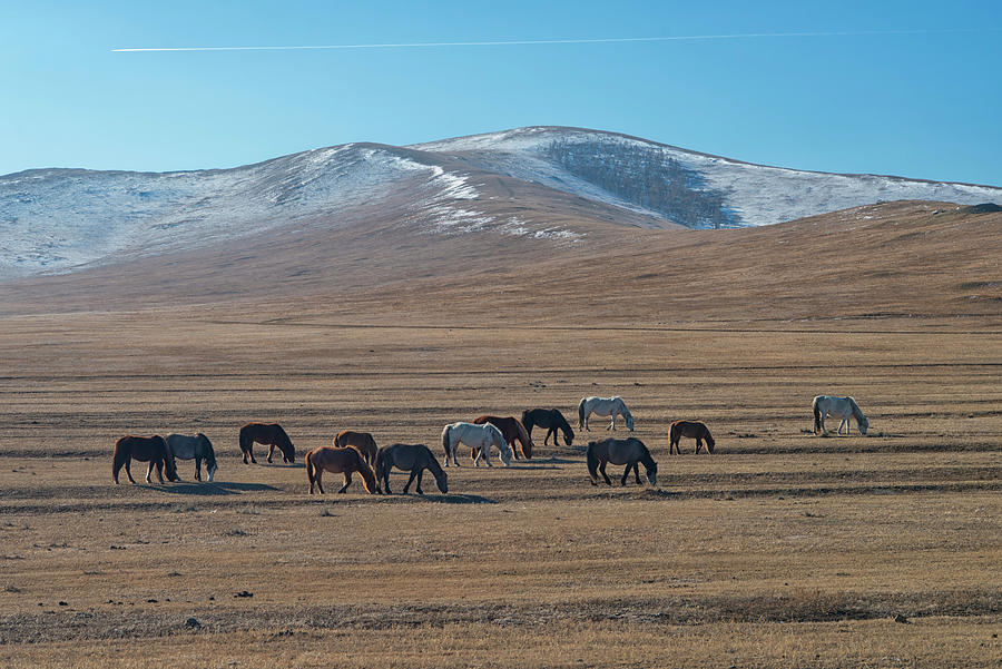 Hustai National Park, Mongolia Photograph by Ivan Batinic