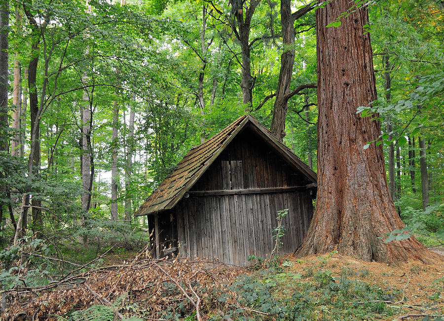 Hut in the forest with sequoia tree Photograph by Matthias Hauser - Pixels