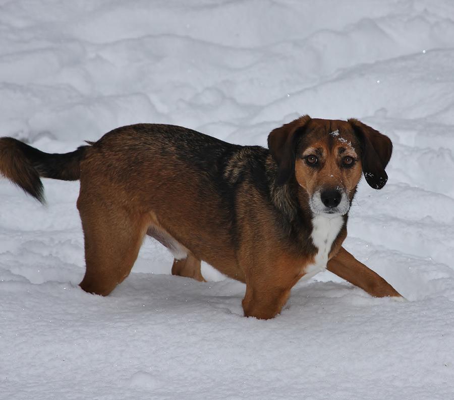 Hutch Puppy Photograph by Stacie Gary - Fine Art America