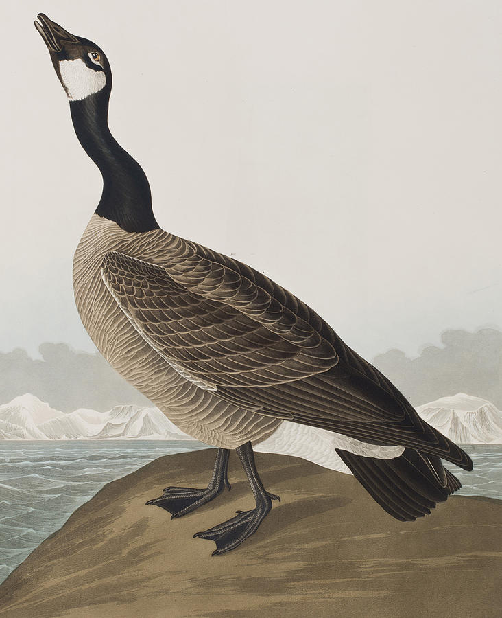 John James Audubon Painting - Hutchinss Barnacle Goose by John James Audubon