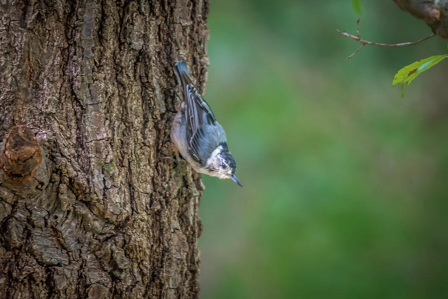 Huthatch bird  nut pecker in the wild on a tree Photograph by Alex Grichenko