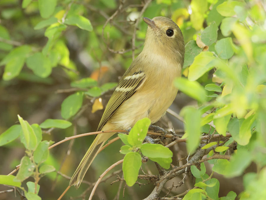 Huttons Vireo 2541-112117-1 Photograph by Tam Ryan