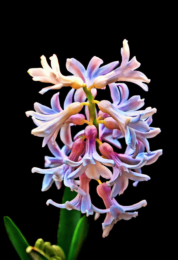 Hyacinth 003 Photograph by George Bostian