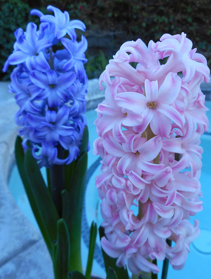 Hyacinth 1 Photograph by Ron Kandt