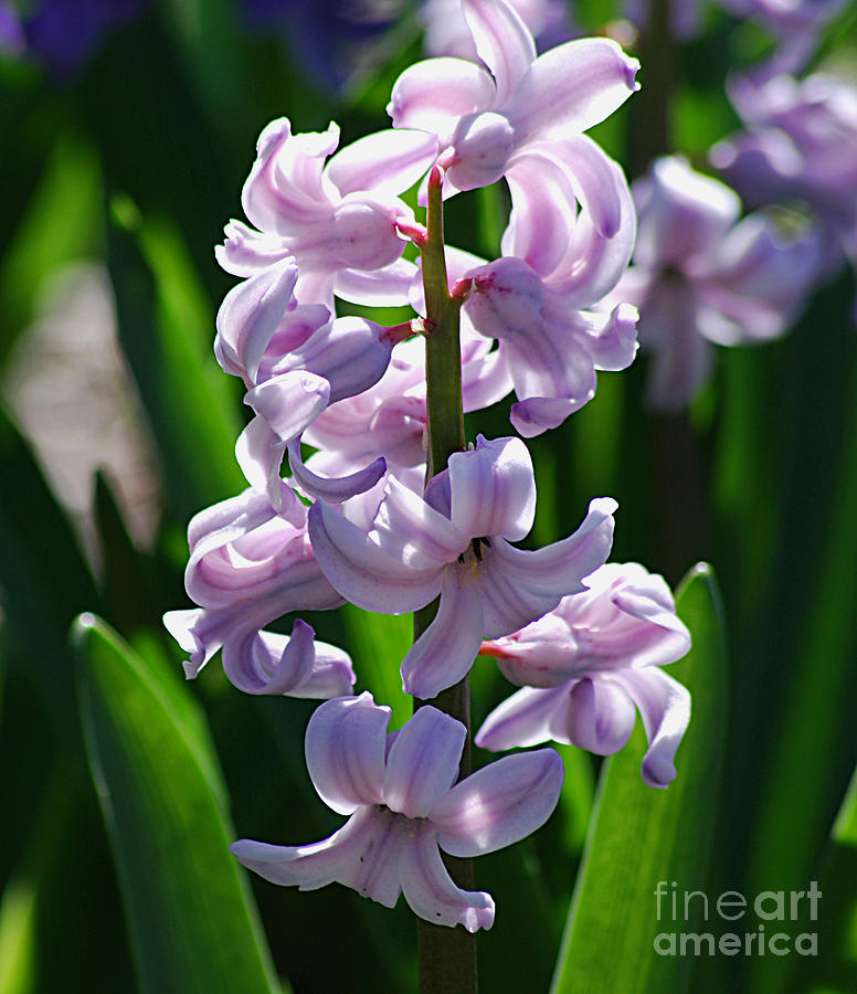 Hyacinth 20120402_127a Photograph by Tina Hopkins