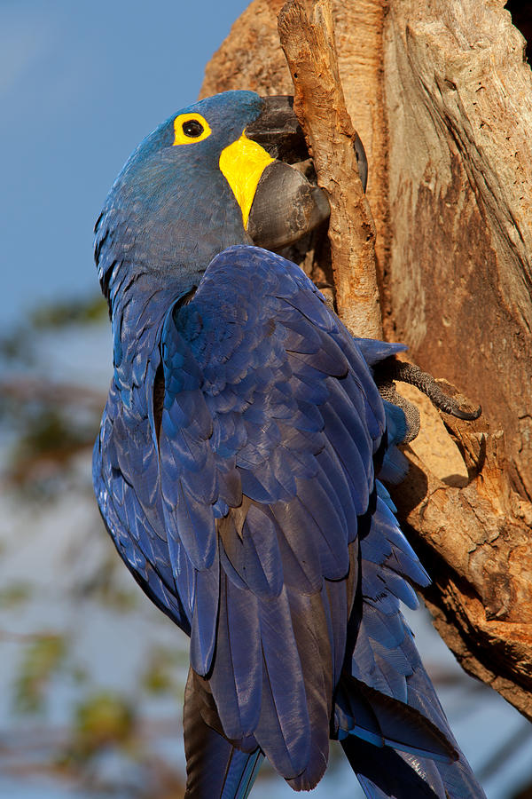 Hyacinth Macaw Searching for Food Photograph by Aivar Mikko