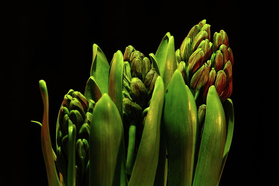 Hyacinth Photograph by Allen Nice-Webb