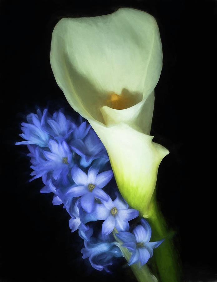 Hyacinth and Calla Lily Photograph by John Roach