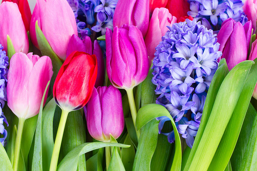 Hyacinth and  Tulip Flowers Photograph by Anastasy Yarmolovich