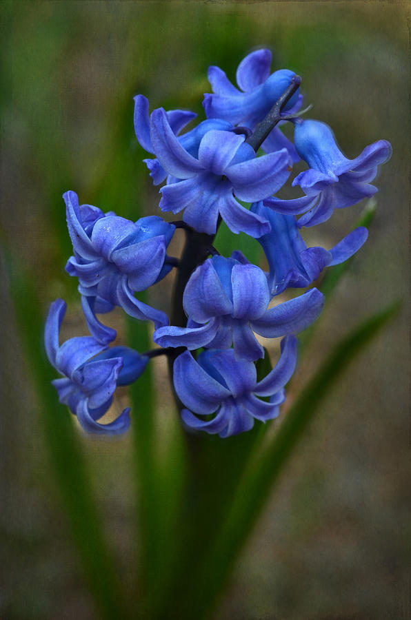 Hyacinth Photograph by Ann Bridges