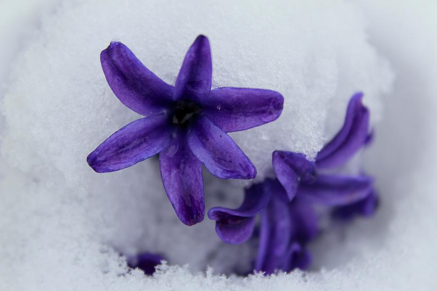 Hyacinth Bloom Under Snow Photograph by M E