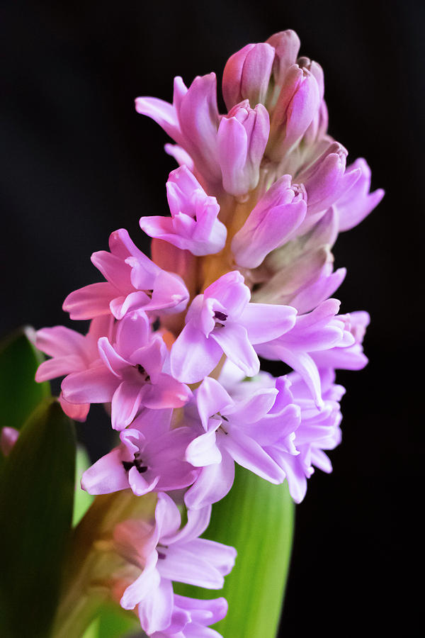 Hyacinth Photograph by Cristina Stefan