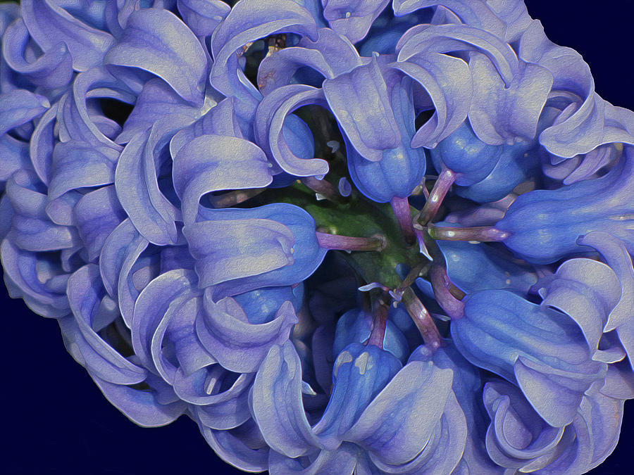 Spring Digital Art - Hyacinth Curls by Lynda Lehmann