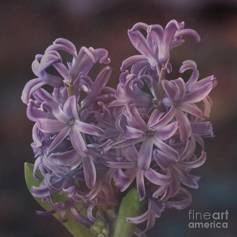 Hyacinth Dreams 2 Photograph by Luther Fine Art