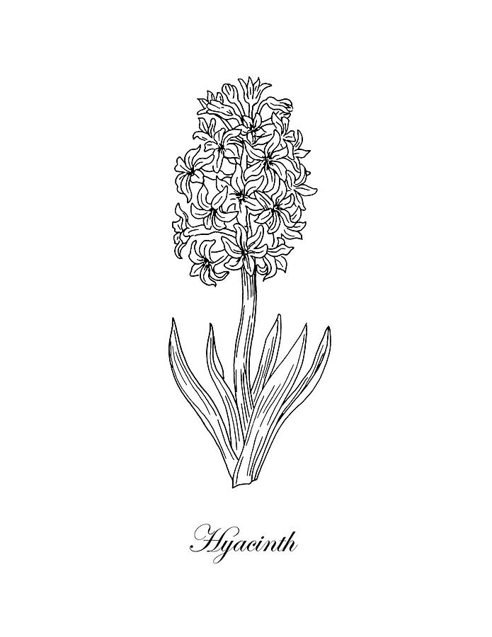 Hyacinth Flower Botanical Drawing Black And White Drawing