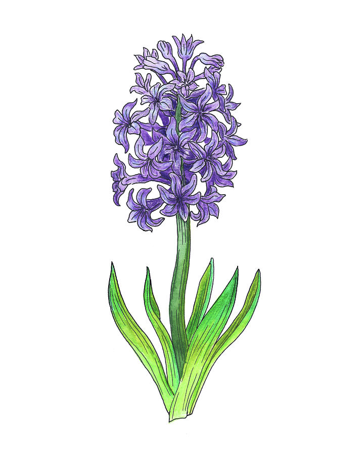 Hyacinth Flower Botanical Watercolor Painting by Irina Sztukowski