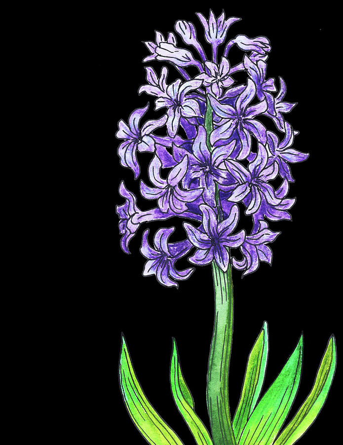 Hyacinth Flower Watercolour Painting