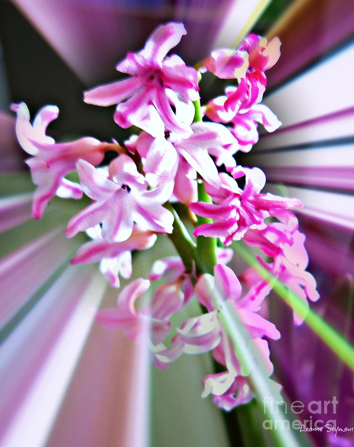 Hyacinth Glory Mixed Media by Leanne Seymour