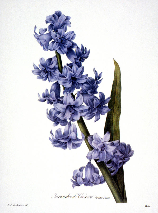 Hyacinth Photograph by Granger