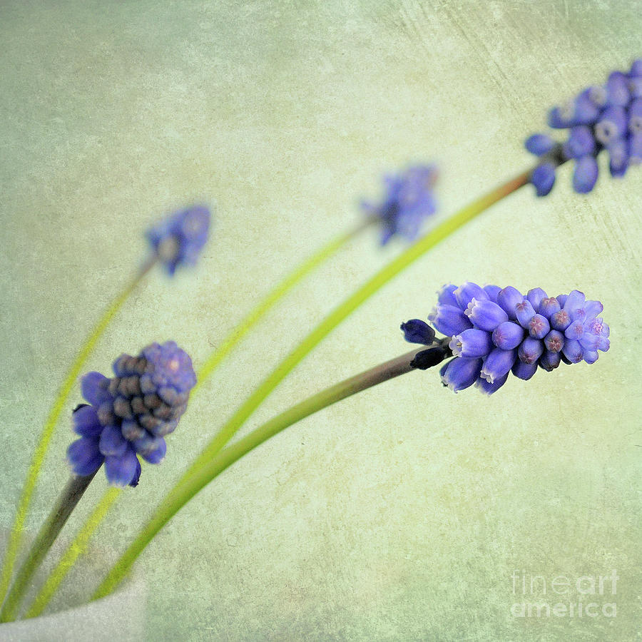 Hyacinth Grape Photograph by Lyn Randle
