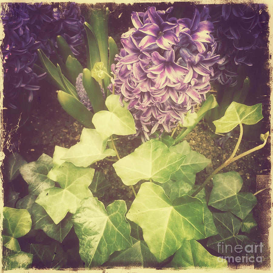 Hyacinth Happiness - Nostalgia of Spring 2 Photograph by Miriam Danar