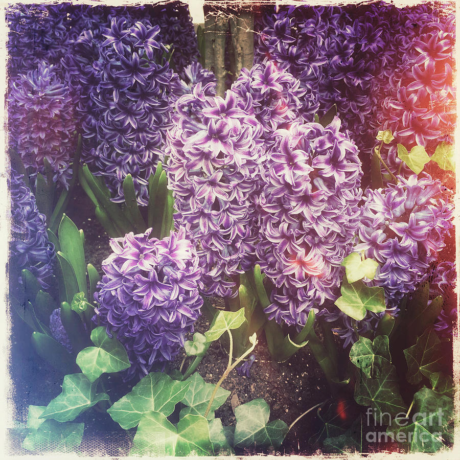Hyacinth Happiness - Nostalgia of Spring Photograph by Miriam Danar