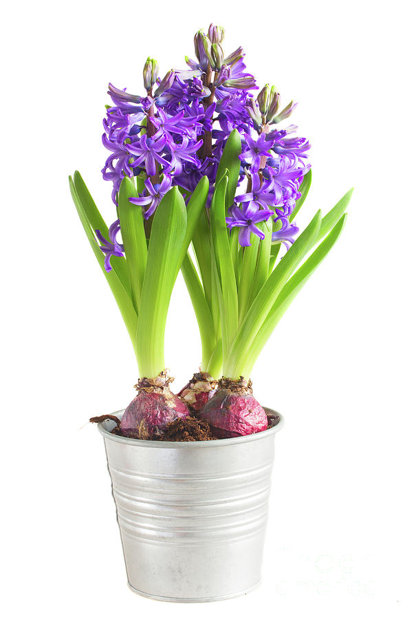 Hyacinth  in Pot Photograph by Anastasy Yarmolovich