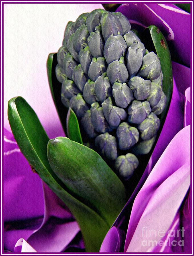 Flower Photograph - Hyacinth in Purple Wrap by Sarah Loft