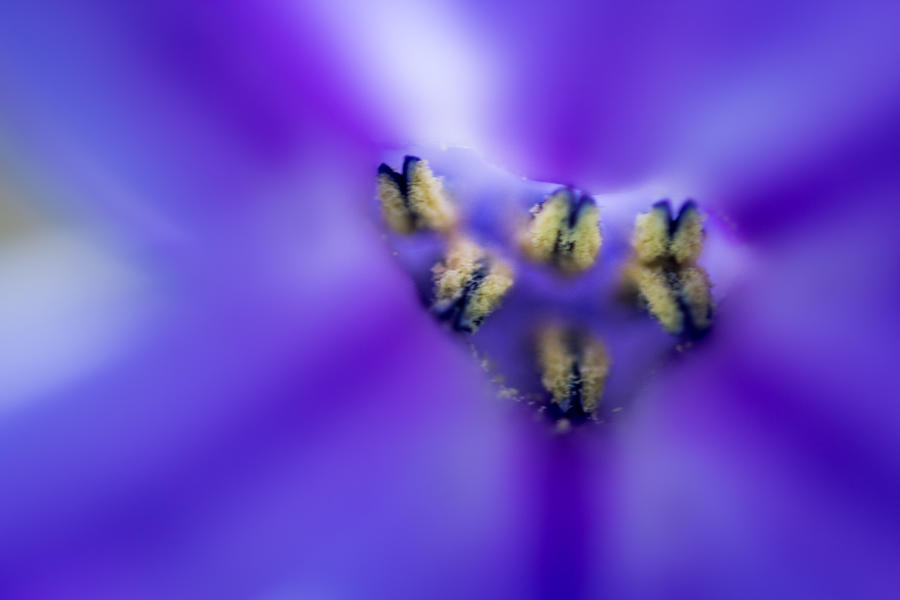 Hyacinth Photograph by Jay Stockhaus