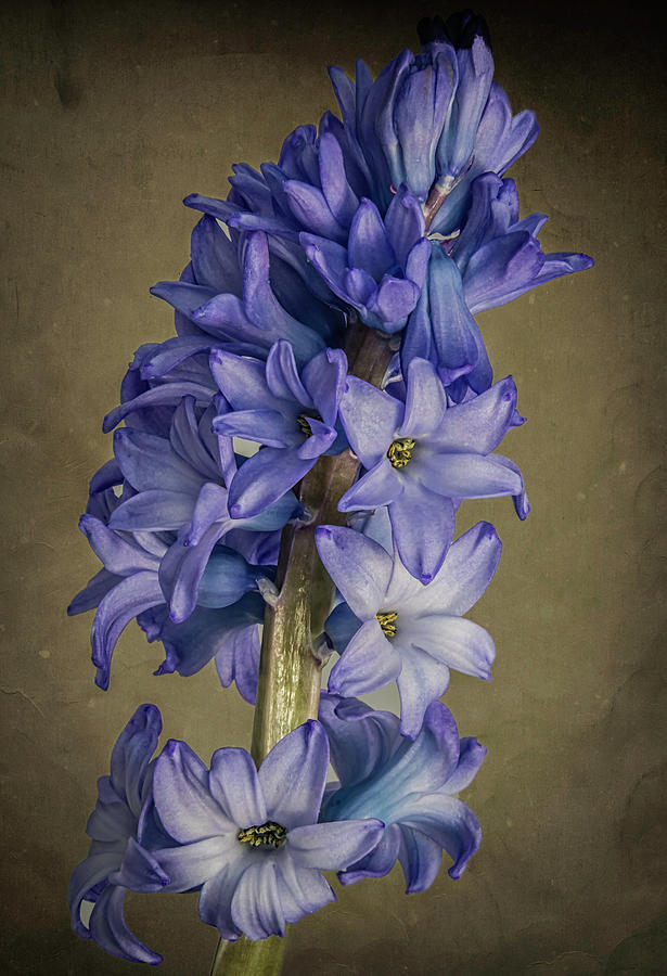 Hyacinth Photograph by John Roach