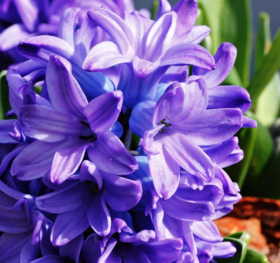 Hyacinth  Photograph by Katherine White