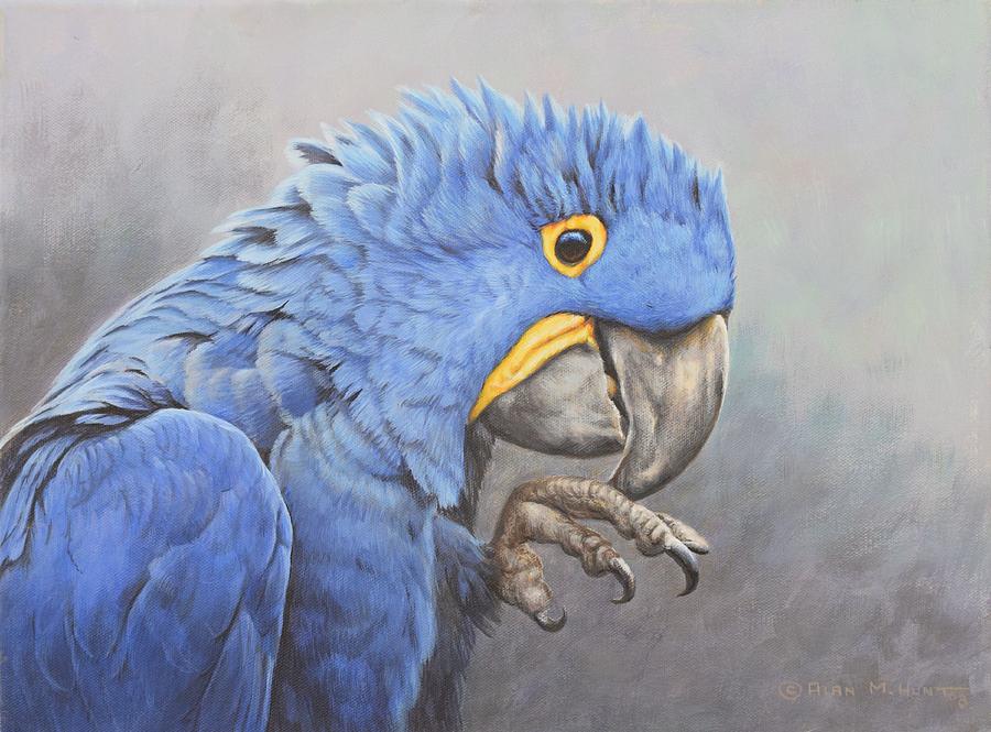 Wildlife Painting - Hyacinth Macaw by Alan M Hunt
