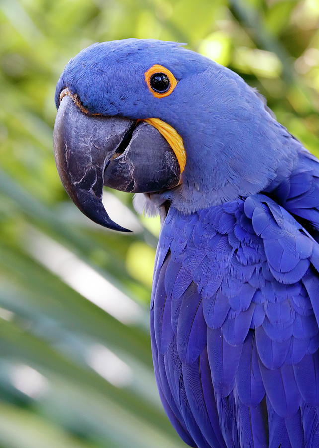 Hyacinth Macaw Photograph by Daniel Caracappa - Fine Art America