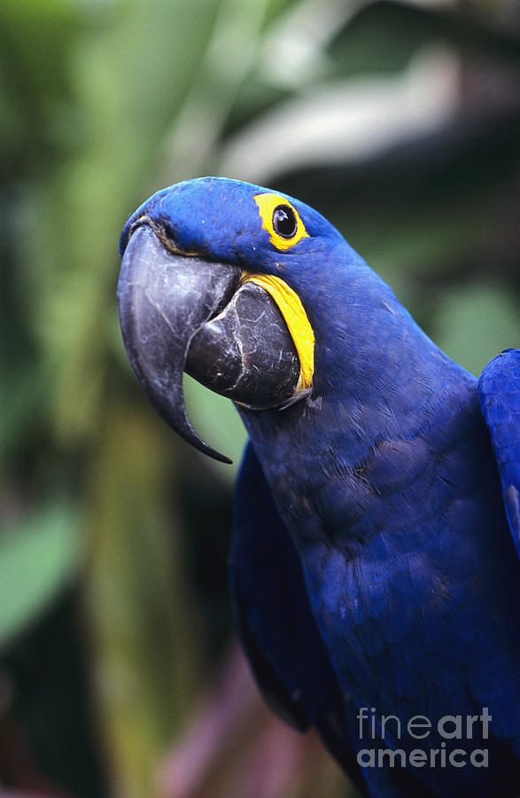 Macaw Photograph - Hyacinth Macaw by Greg Vaughn - Printscapes