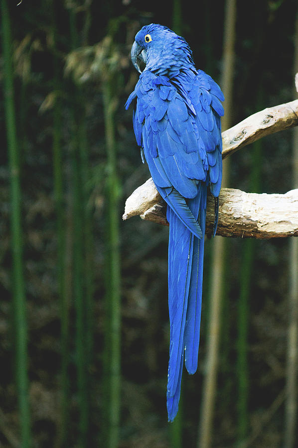 Wildlife Photograph - Hyacinth macaw by Happy Home Artistry
