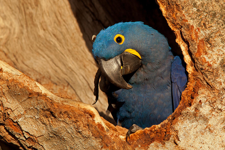 Hyacinth Macaw in Nest Photograph by Aivar Mikko