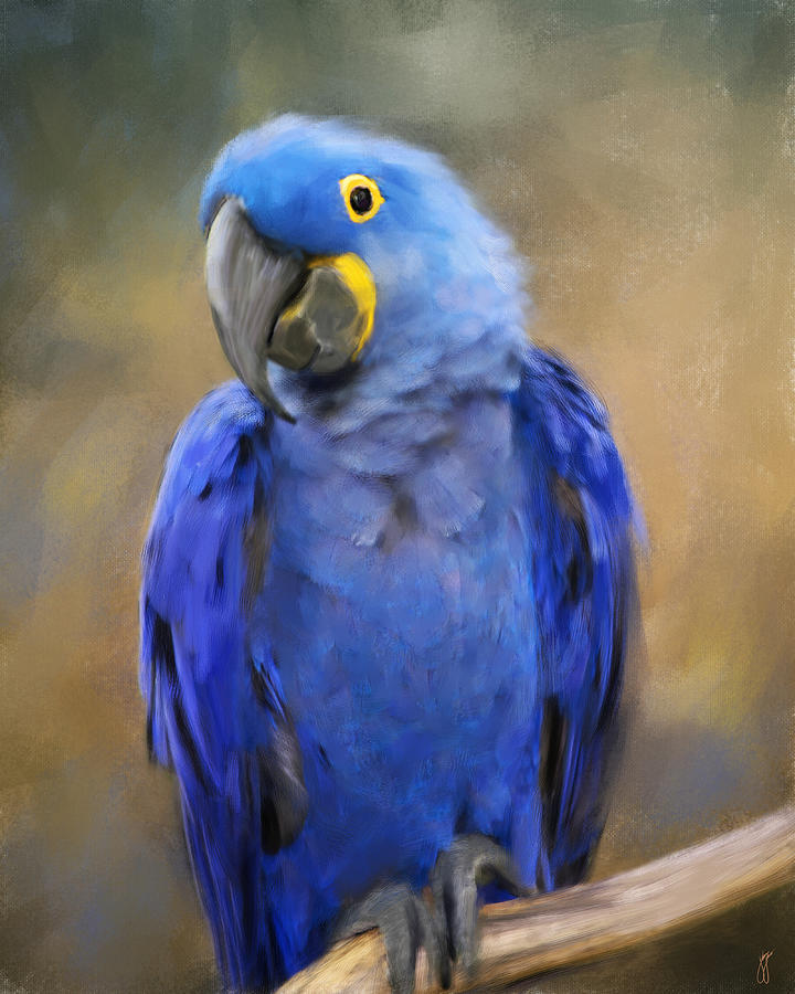 Hyacinth Macaw  Painting by Jai Johnson