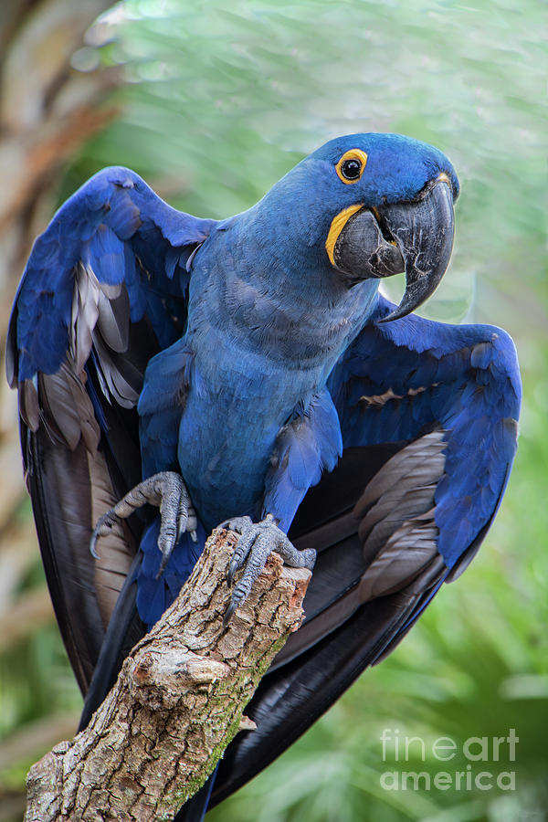 Premium Photo | Close up of vivid blue hyacinth macaw, blue parrot portrait  with blurred background, iguazu falls
