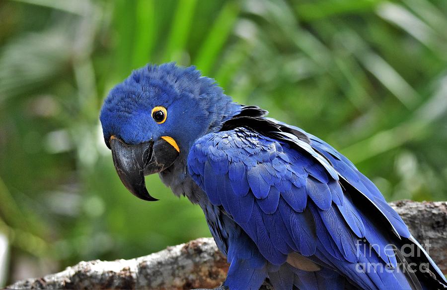 Hyacinth Macaw Photograph by Julie Adair