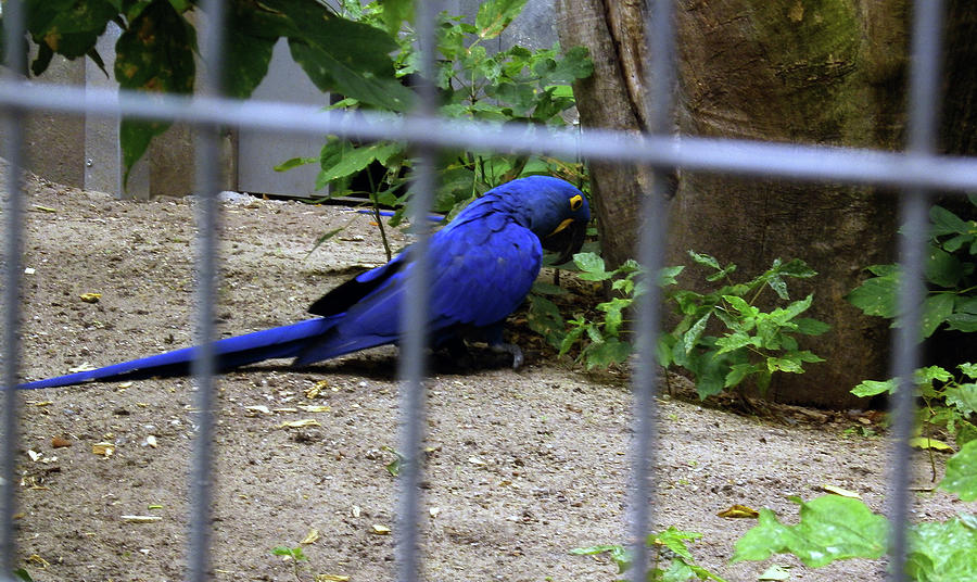 Hyacinth Macaw Photograph by Maria Woithofer