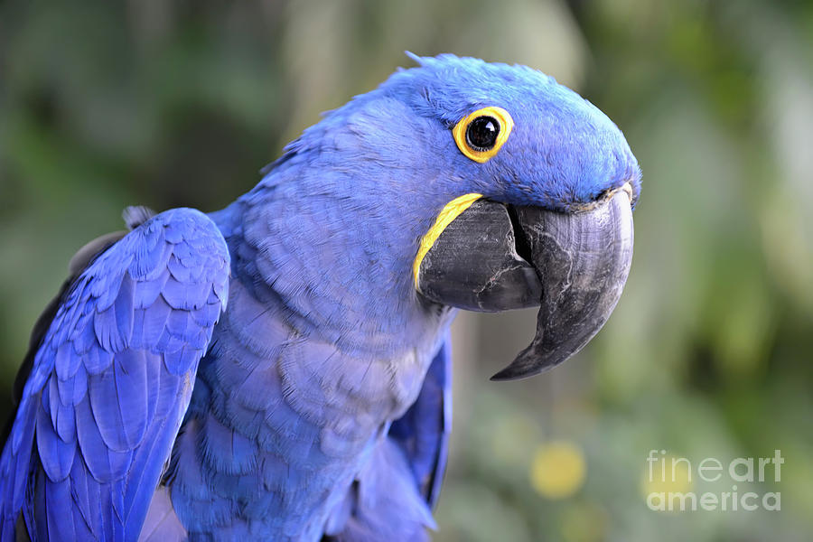 Hyacinth Macaw Photograph by Olga Hamilton