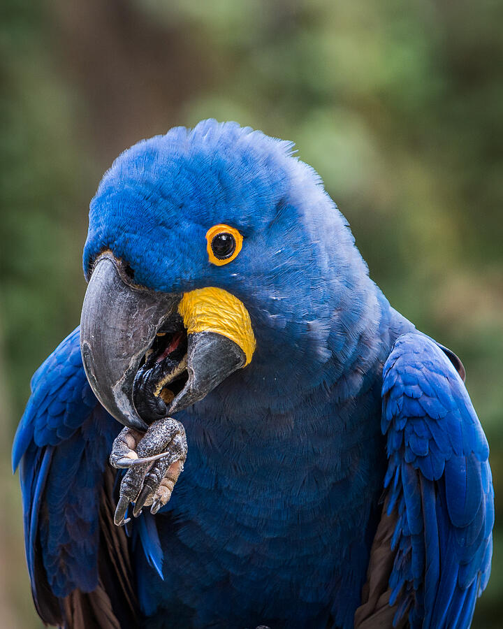 Hyacinth Macaw Photograph by Patti Deters