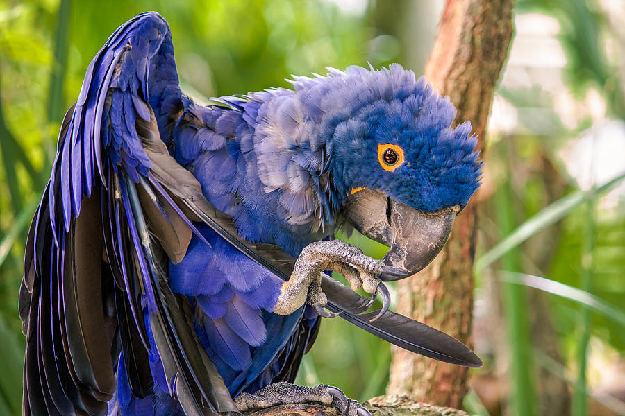 Hyacinth Macaw Photograph by Rob Sellers